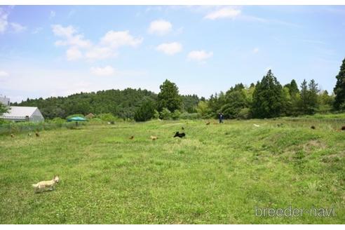 成約済の千葉県のポメラニアン-223819の3枚目